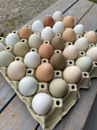 Domce slepaie vajcia netrieden